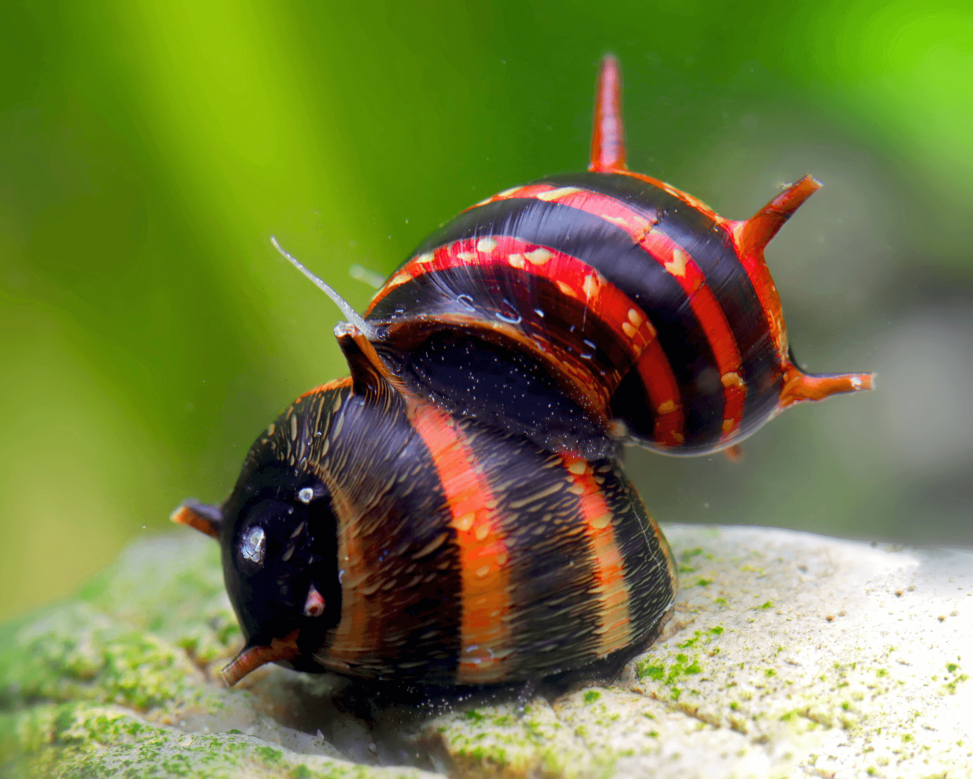 Clithon sowerbianum (Red Venom Horned Snail)